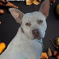 Thumbnail photo of Milkshake #3