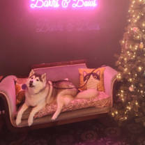 Thumbnail photo of Cannoli #4