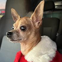 Thumbnail photo of Lil Miss Gigi #1