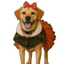 Thumbnail photo of Peaches #3