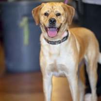 Thumbnail photo of Peaches #4