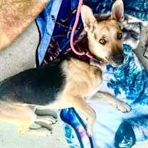 Thumbnail photo of BELLA TRIXIE #1