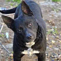 Thumbnail photo of Petunia #2