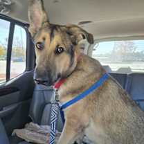 Thumbnail photo of Teddy 'Boo-Boo' #1