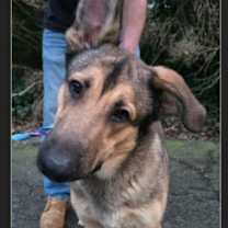 Thumbnail photo of Teddy 'Boo-Boo' #2