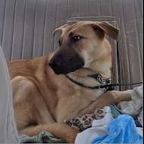 Thumbnail photo of Persia #1