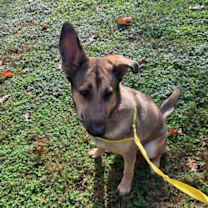 Thumbnail photo of Teddy 'Boo-Boo' #3