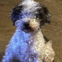 Thumbnail photo of Oreo #1