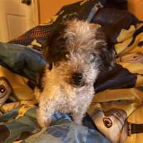 Thumbnail photo of Oreo #2