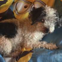 Thumbnail photo of Oreo #3