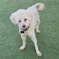 adopt-pet