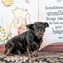 Thumbnail photo of *JACK BE LITTLE (JETT) SQUASH -- DEC 2024 #2