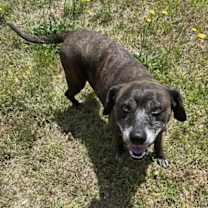 Thumbnail photo of Sheba  [bonded to Bambi] #1