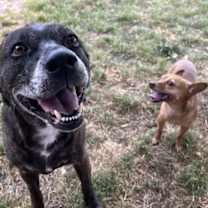 Thumbnail photo of Sheba  [bonded to Bambi] #4
