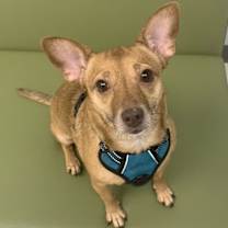 Thumbnail photo of Bambi  [bonded to Sheba] #1