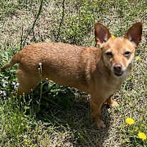 Thumbnail photo of Bambi  [bonded to Sheba] #2