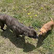 Thumbnail photo of Bambi  [bonded to Sheba] #3