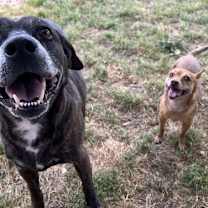 Thumbnail photo of Bambi  [bonded to Sheba] #4