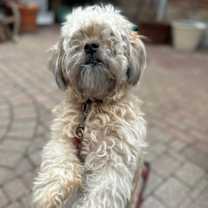 Thumbnail photo of Benji #2