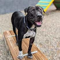 adopt-pet