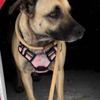 Thumbnail photo of Girl Scout Mom #1
