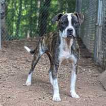 Thumbnail photo of Bossy #1