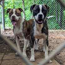 Thumbnail photo of Bossy #2