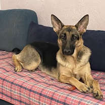 Thumbnail photo of Luna #1