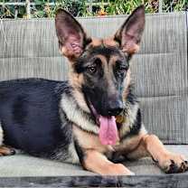 Thumbnail photo of Luna #4