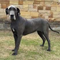 Thumbnail photo of Stormy #2