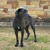 Thumbnail photo of Stormy #4