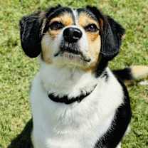 Thumbnail photo of Daisy & Summer #2