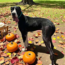 Thumbnail photo of Stone #1