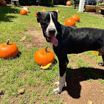 Thumbnail photo of Stone #2