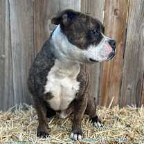 Thumbnail photo of Snoop #3