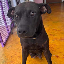 Thumbnail photo of Blackie #1