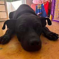 Thumbnail photo of Blackie #2
