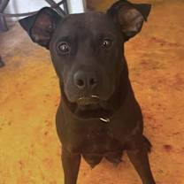 Thumbnail photo of Blackie #3