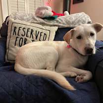 Thumbnail photo of Georgie #1