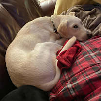 Thumbnail photo of Georgie #4