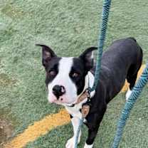 adopt-pet