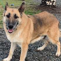 Thumbnail photo of Jazzy #3