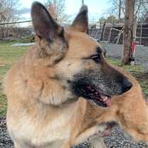 Thumbnail photo of Jazzy #4