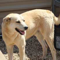 Thumbnail photo of Roger #1