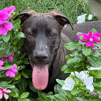 Thumbnail photo of Kelso The Sweetest Boy #2