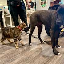 Thumbnail photo of Kelso The Sweetest Boy #3