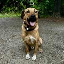 adopt-pet