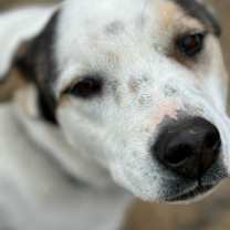 Thumbnail photo of Bless #1