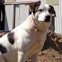 Thumbnail photo of Bless #2