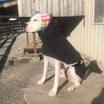 Thumbnail photo of Ivory (AKA Abby) #1